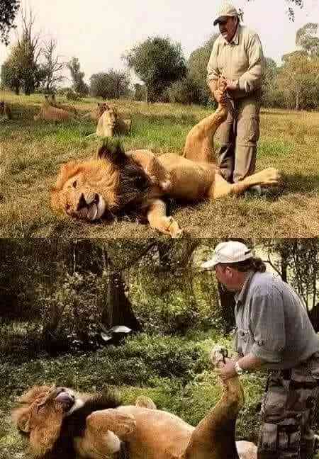 When Man and Lion relationship is so close that he can give the giant predator a foot massage ?? - MirrorLog