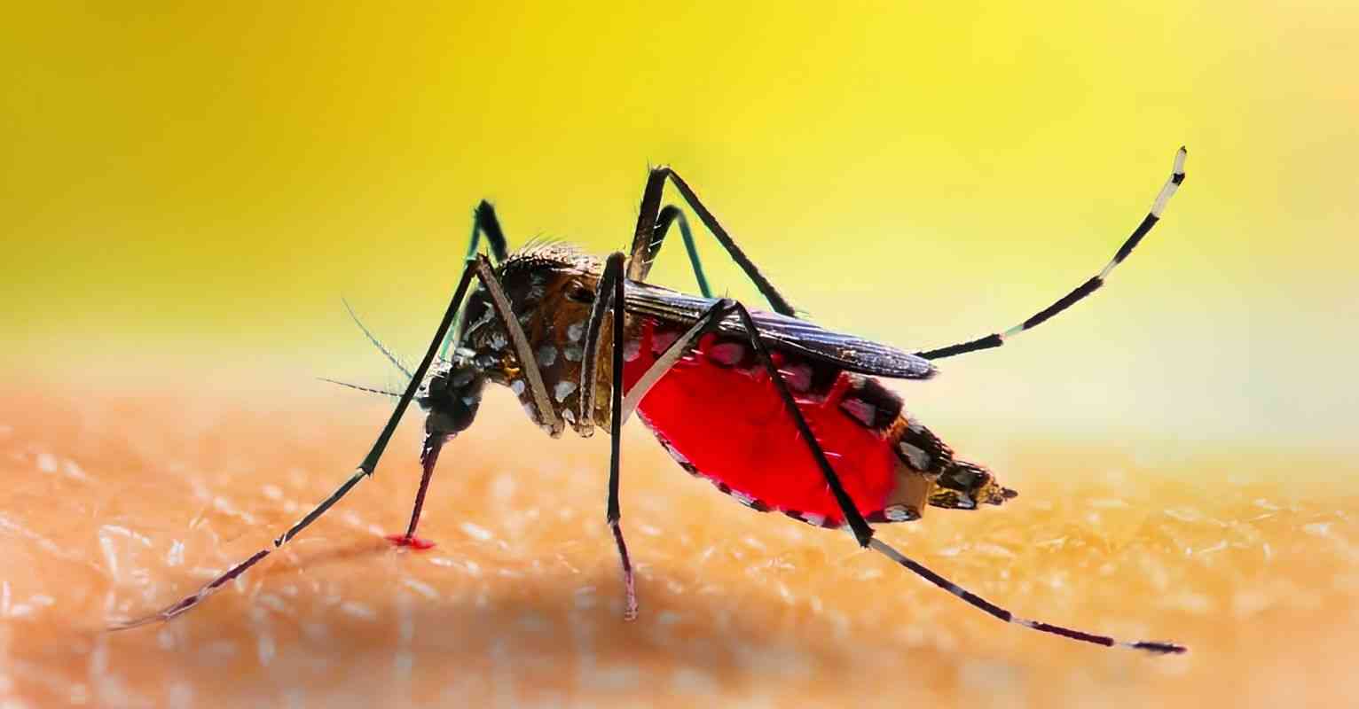 Mosquitoes can detect humans from miles away using their sense of smell, by sensing exhaled carbon dioxide and other chemicals found in sweat and breath. 🦟😨 - MirrorLog