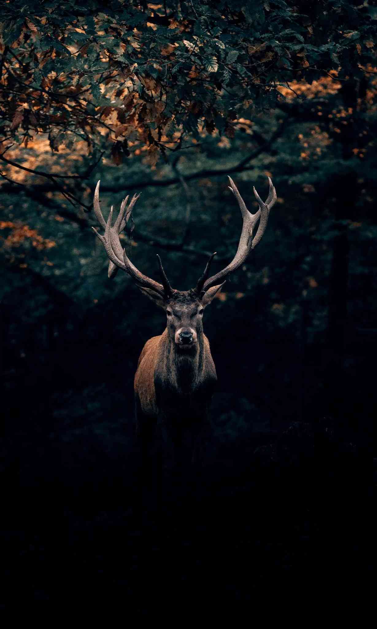 Wildlife 🦌 - MirrorLog