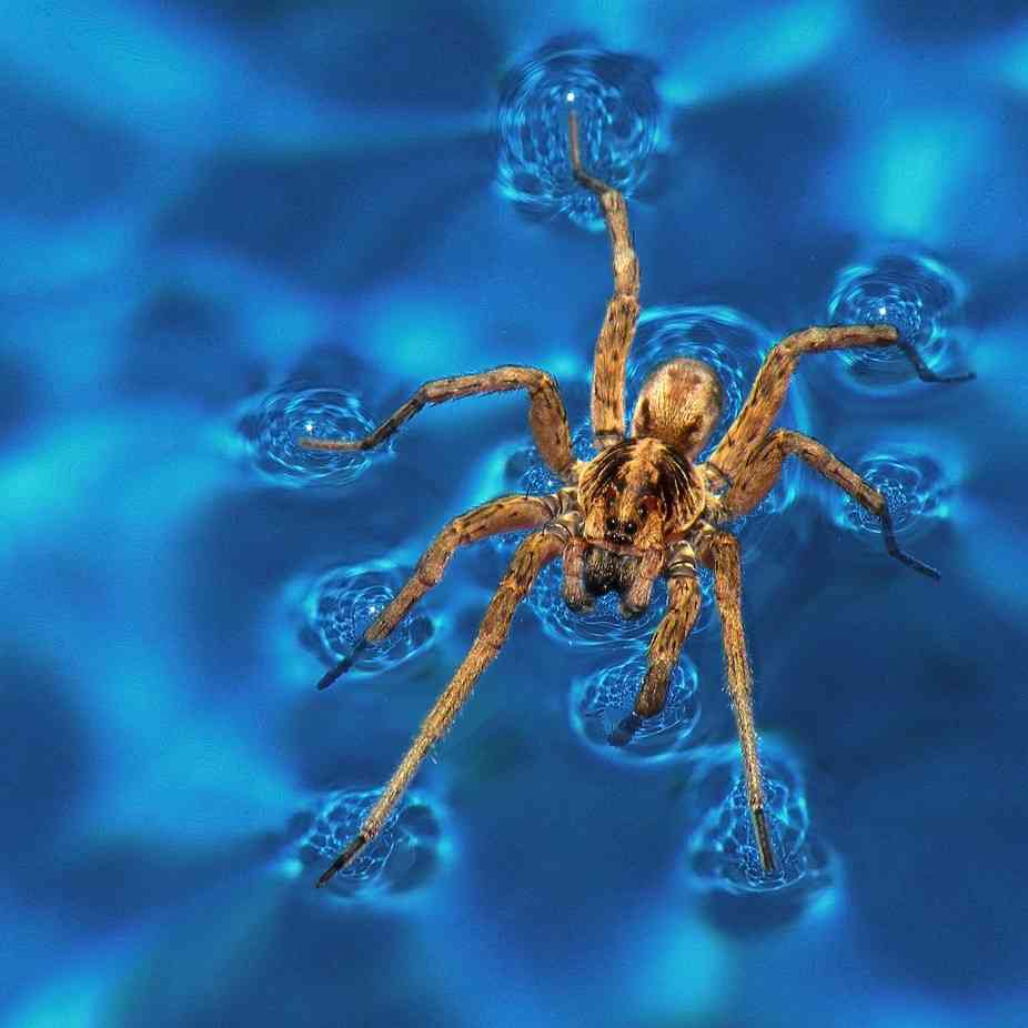 Spiders can walk on water and breathe under it. - MirrorLog