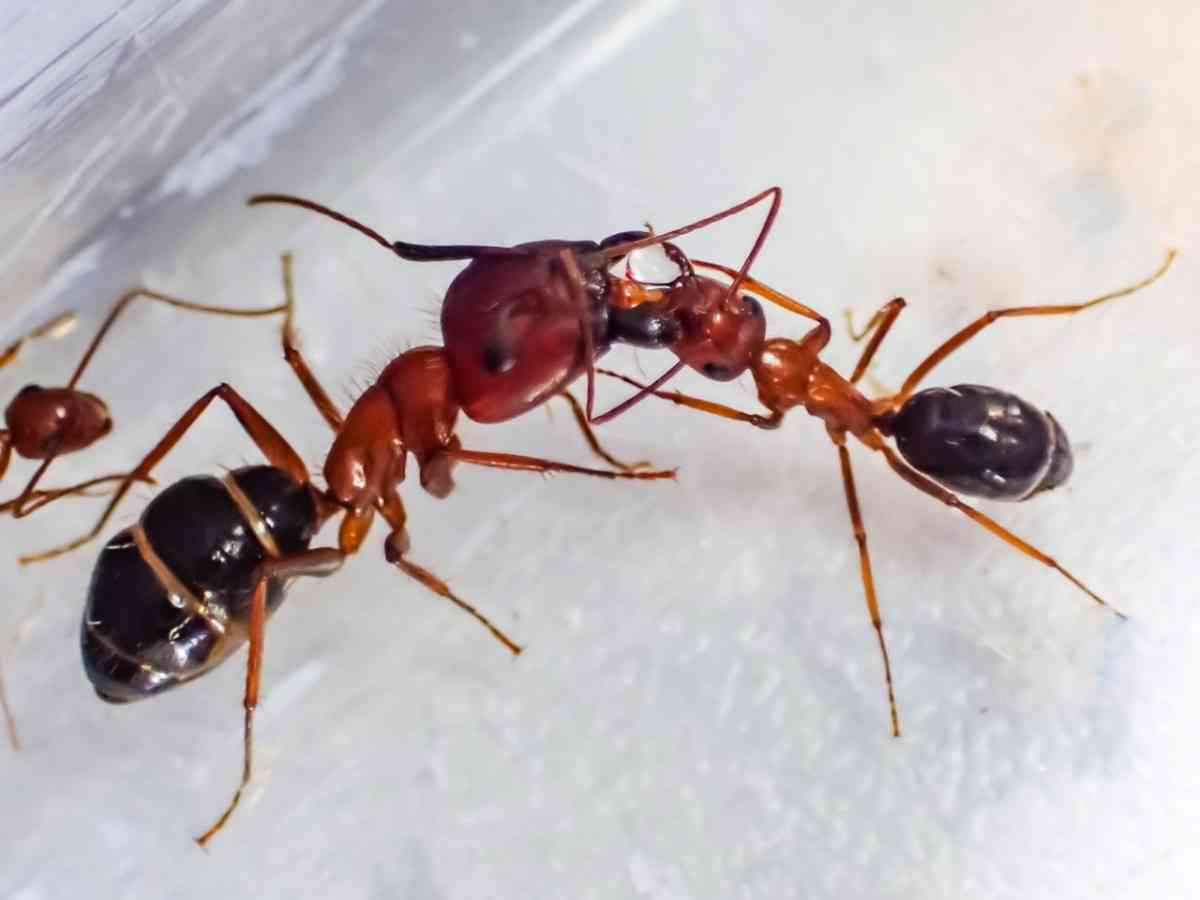 An Ant has 2 stomachs, one to store food for itself, the other to store food to share with other ants. 🐜 - MirrorLog