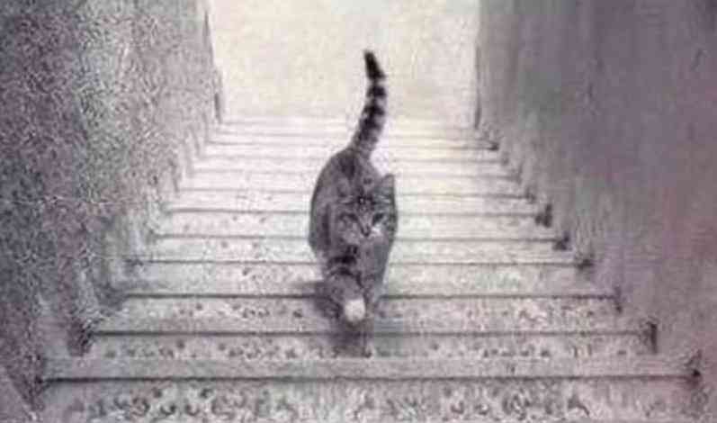 Is the cat going down the stairs or up? 🤔 | MirrorLog