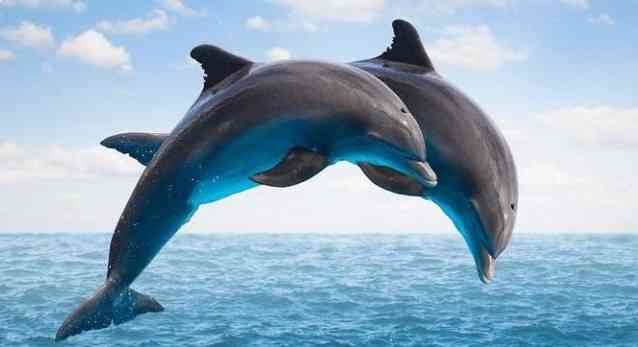 Dolphins have "bromances" in which two males may pair up for as long as 15 years and help each other hook up with females. - MirrorLog