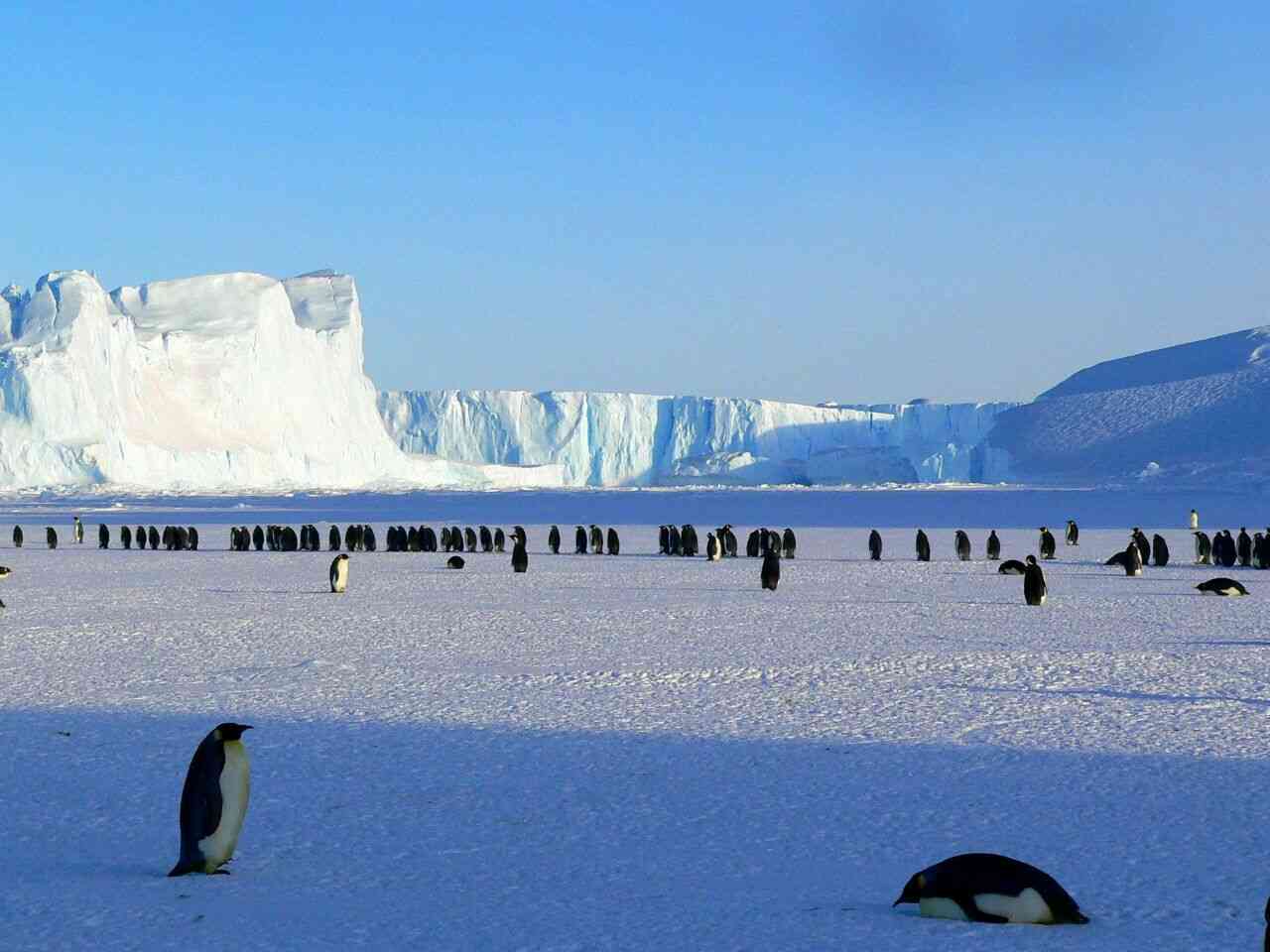 Antarctica is considered a desert as it is the driest place in the planet, with an annual precipitation of only 2 inches. - MirrorLog