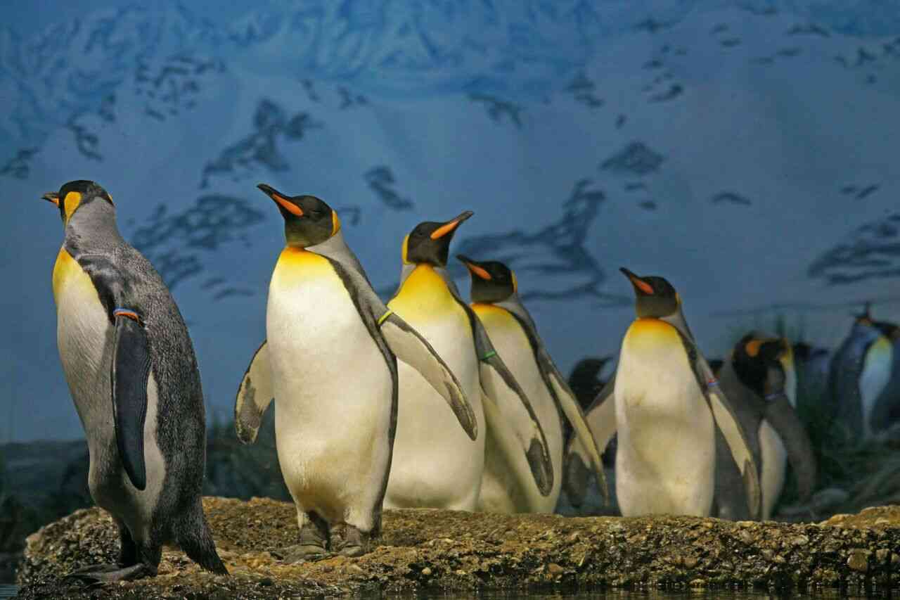 Penguins will certainly push other penguins inside water as being a sacrifice to be sure that the region is secure and free from predators. - MirrorLog