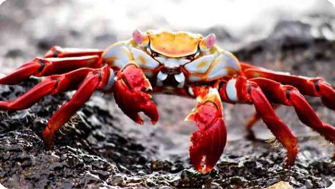 Crab mentality ?: If I can't have it, neither can you ? - MirrorLog