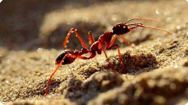 An ant will survive a fall from any height because the speed and weight at which it falls can never be high enough to kill it. - MirrorLog