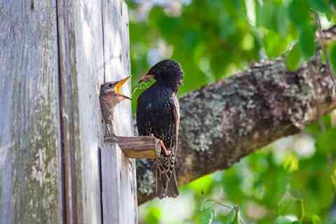 I don't know who needs to hear this but a bird builds an house before making babies❤♥ - MirrorLog