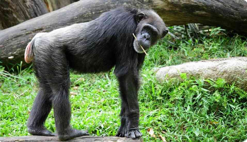 After eating certain foods, chimpanzees fart so loudly and so often