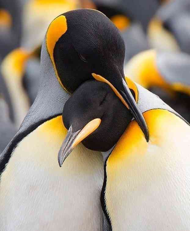 Dis you know? When a male penguin falls in love with a female penguin, he searches the entire beach to find the perfect Pebble to present to her. - MirrorLog