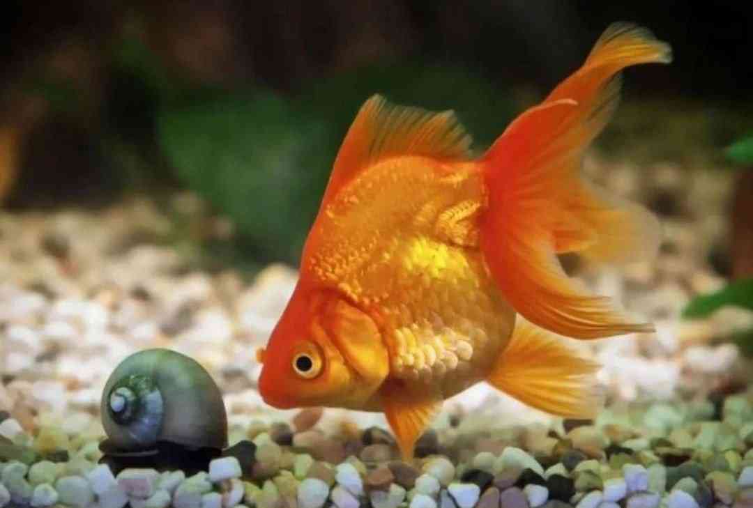 There is a fish known as Goldfish who won't stop eating as long as food is available, regardless of how full they are. - MirrorLog