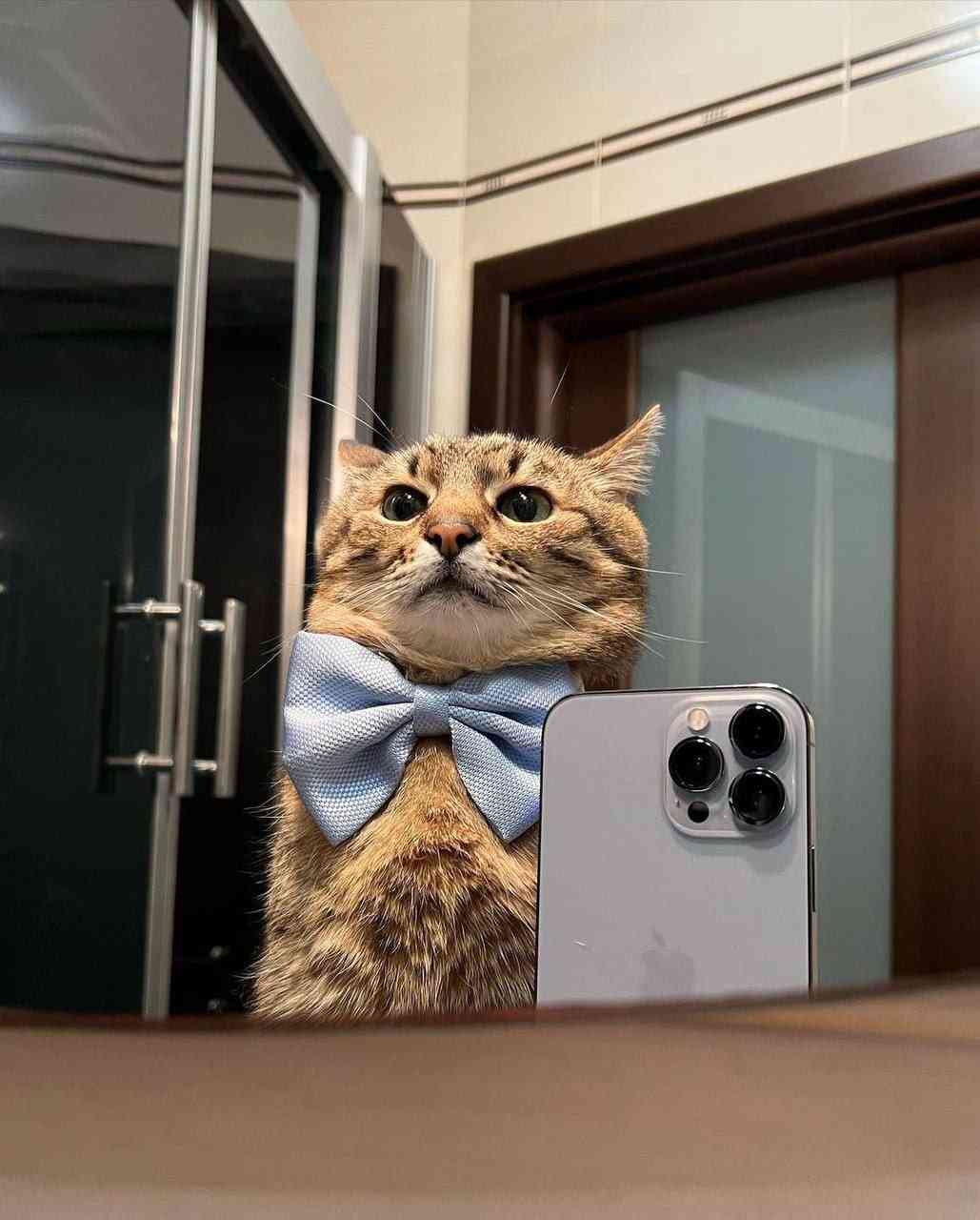 #puss #cat #selfie - MirrorLog