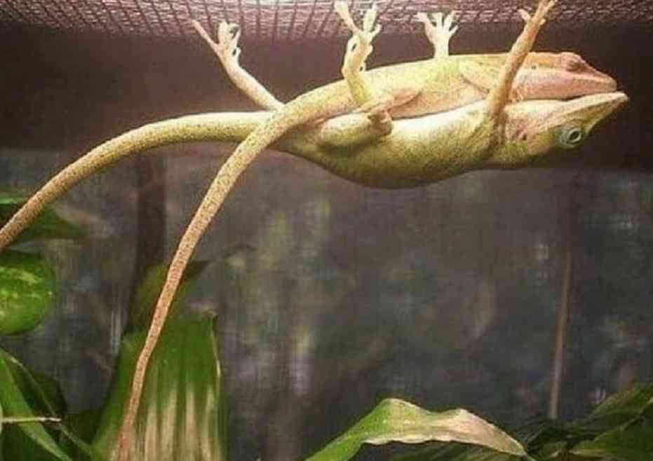 Male lizards sometimes hang upside down in order to create a bed for it's female partner just get a good night's rest. - MirrorLog