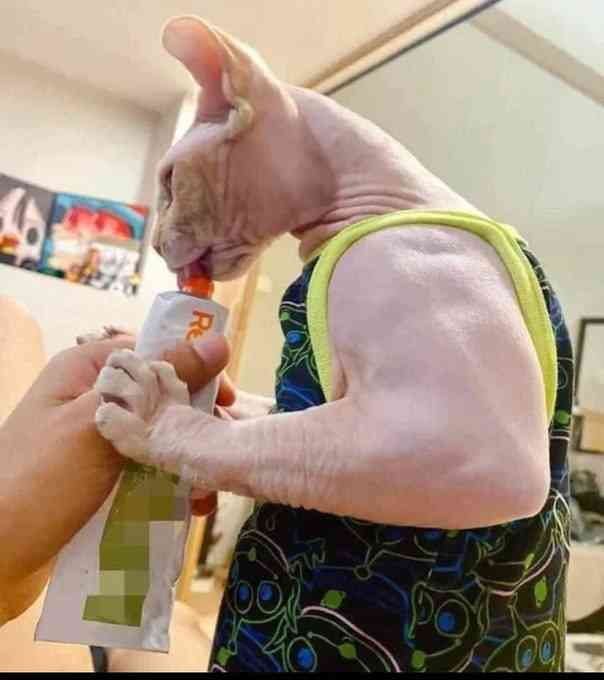 Here is picture of an house cat suffering from Myostatin-related muscle hypertrophy - a rare condition that causes muscles to grow excessively large. - MirrorLog