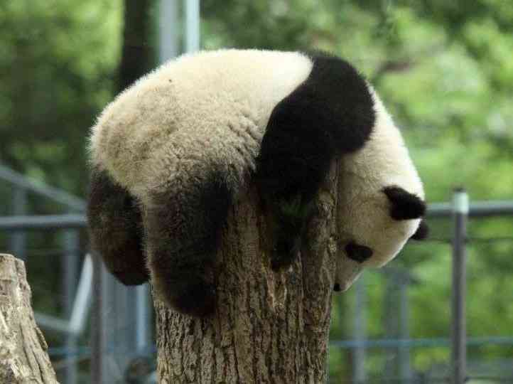 Pandas don't have specific spots for sleeping, they simply fall asleep wherever they happen to be. - MirrorLog