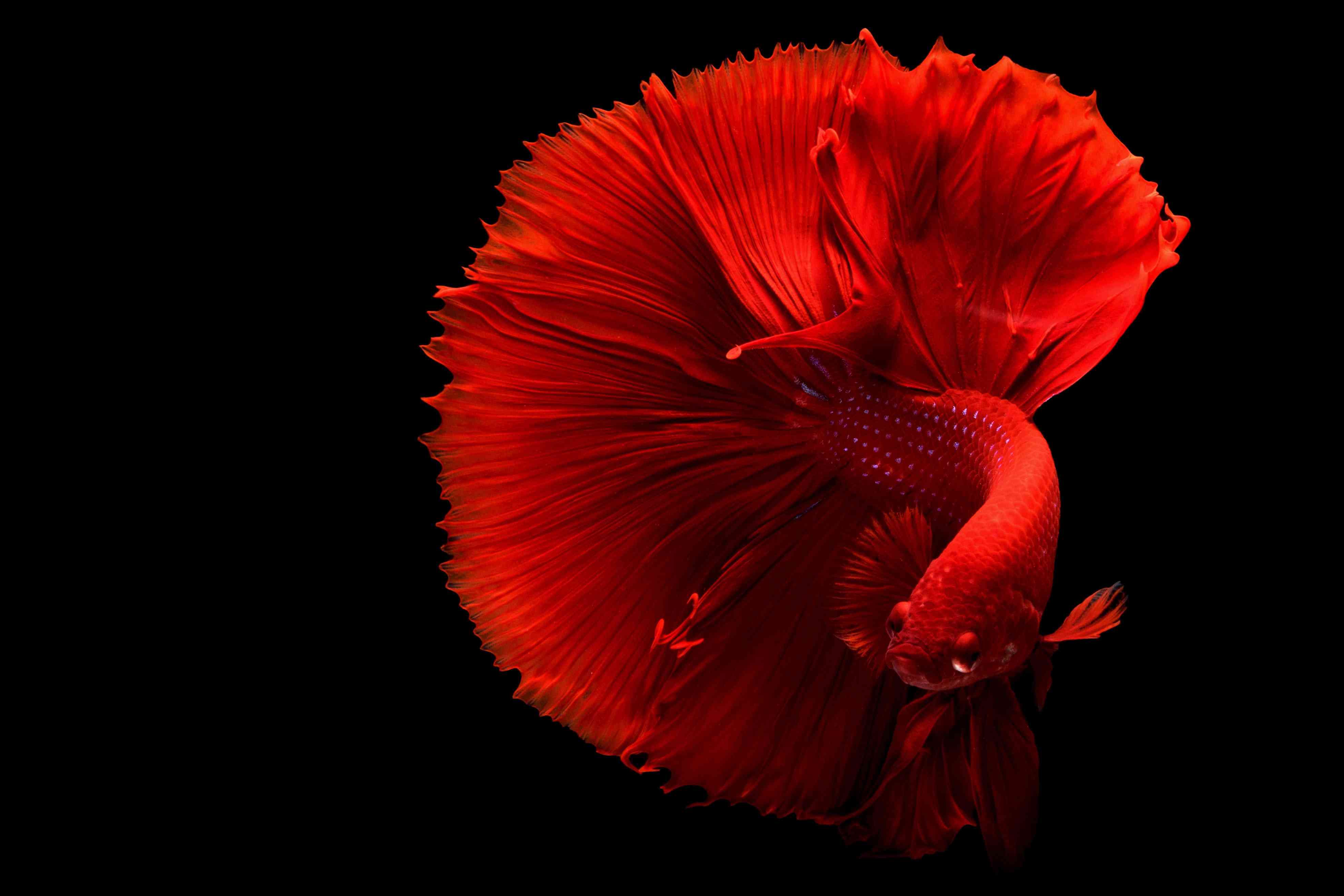 Siamese fighting fish - MirrorLog