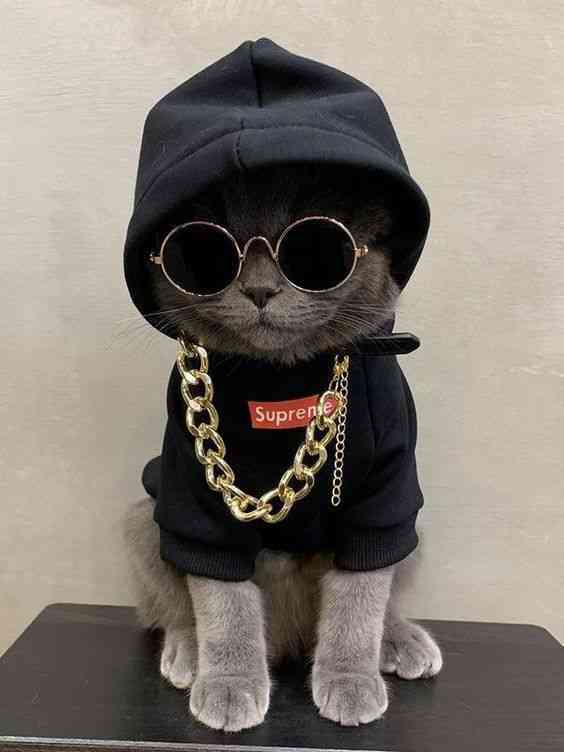 Dawg cats swag - MirrorLog