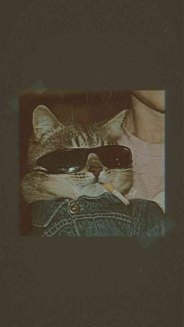 Cat's swag - MirrorLog