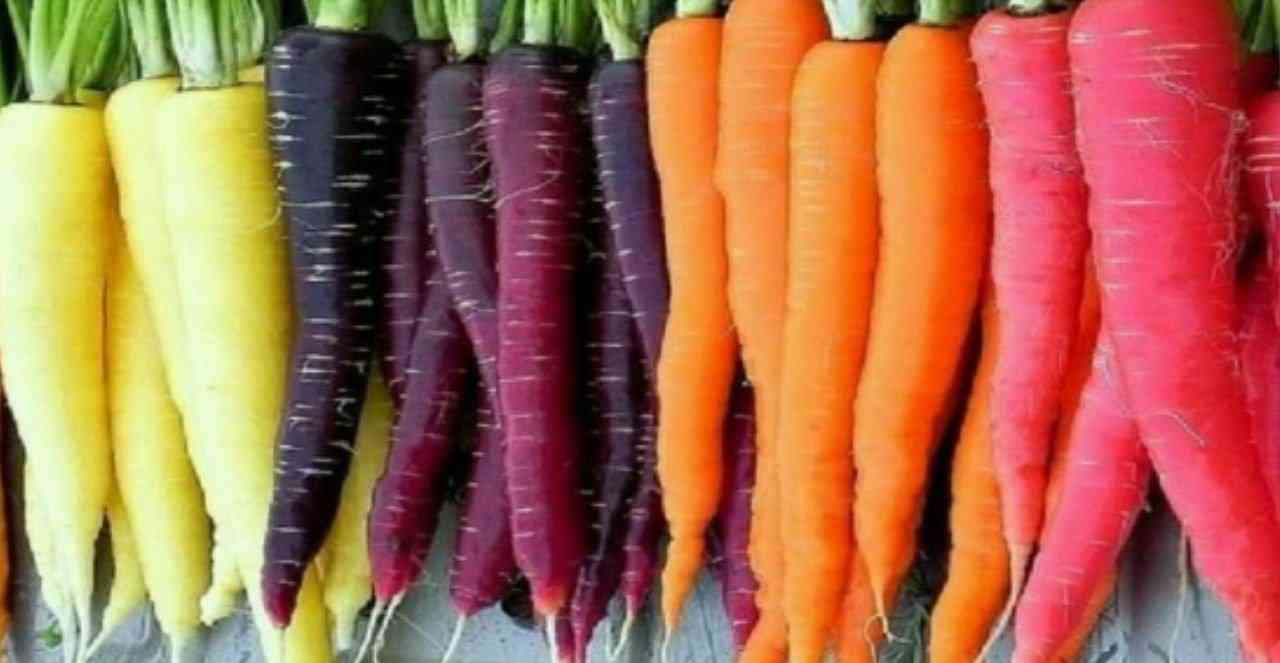 Did you know? Carrots were purple, yellow, and white until the 1600s, when Dutch farmers crossbred them, creating orange. - MirrorLog