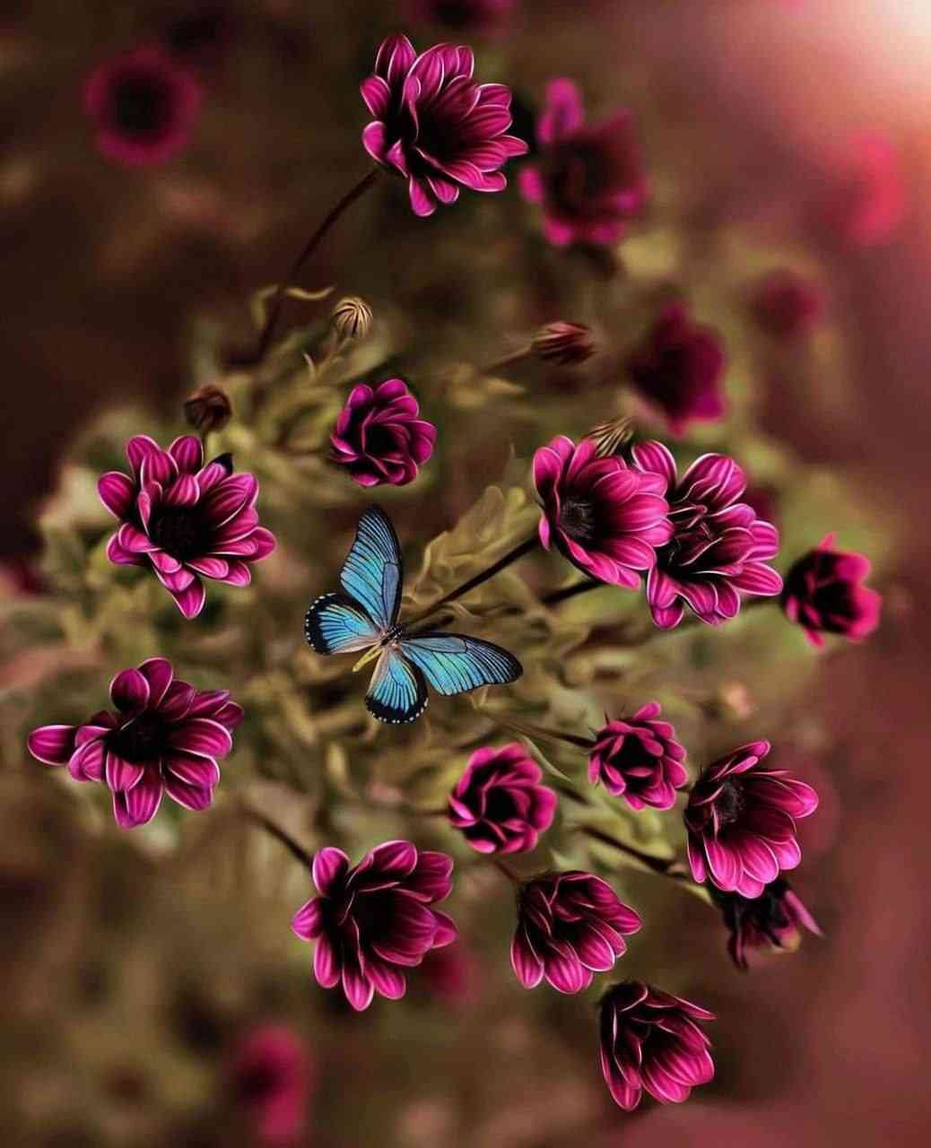 Flower and butterfly 🦋 🌺 #dp #picture - MirrorLog