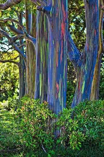 There is a type of tree called rainbow eucalyptus tree, whose bark naturally contains various colors. - MirrorLog