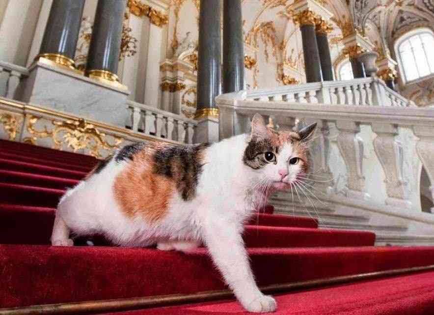 To protect paintings from rodents, around 70 cats work at the Hermitage. - MirrorLog