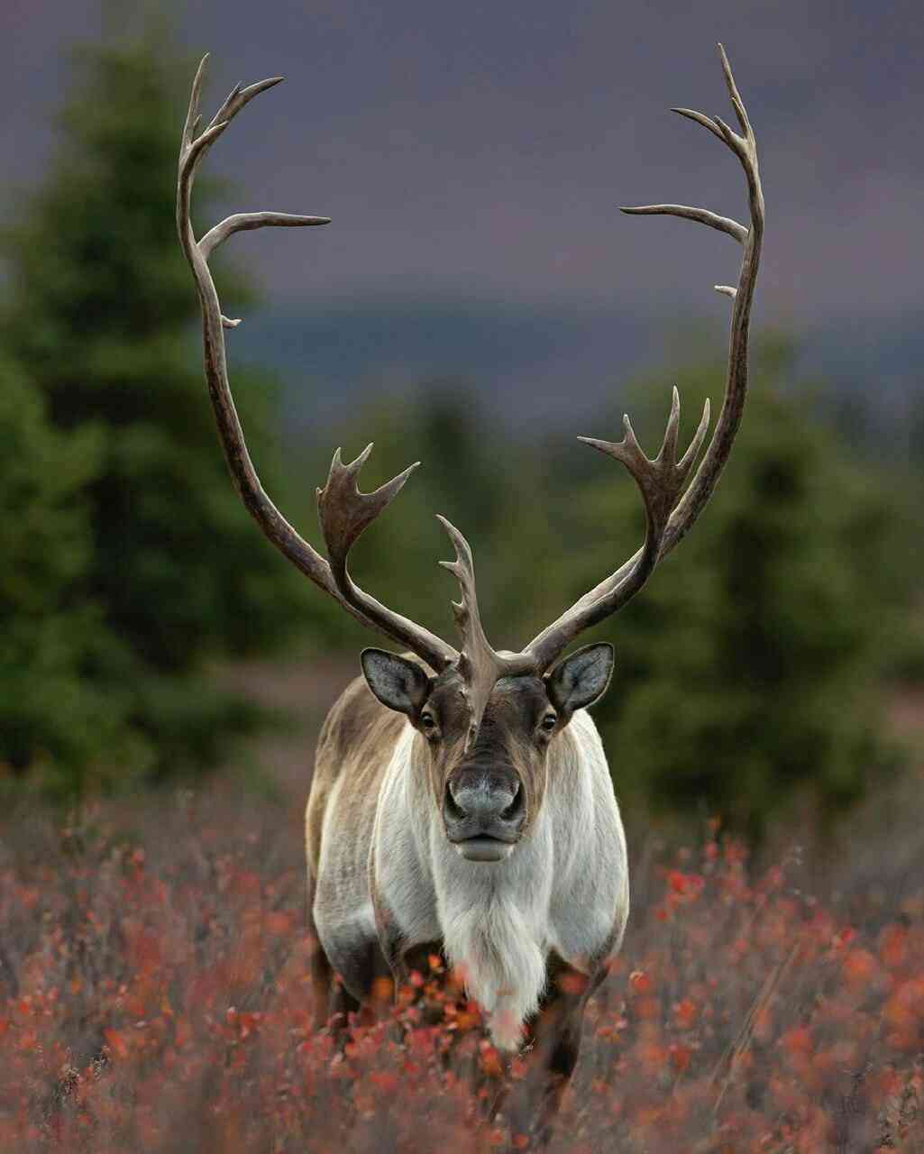 Reindeers are so well-adapted to the Arctic winter, they are more likely to overheat than freeze in the cold. - MirrorLog