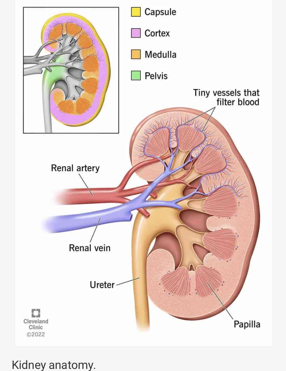 Anatomy of kidney - MirrorLog