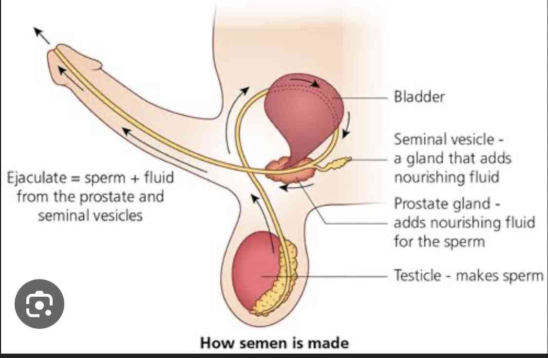 Low sperm count - MirrorLog