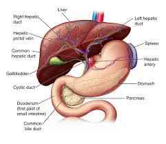 Human liver - MirrorLog