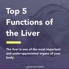 Function of the liver | MirrorLog