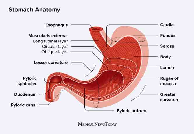 Anatomy of Stomach - MirrorLog