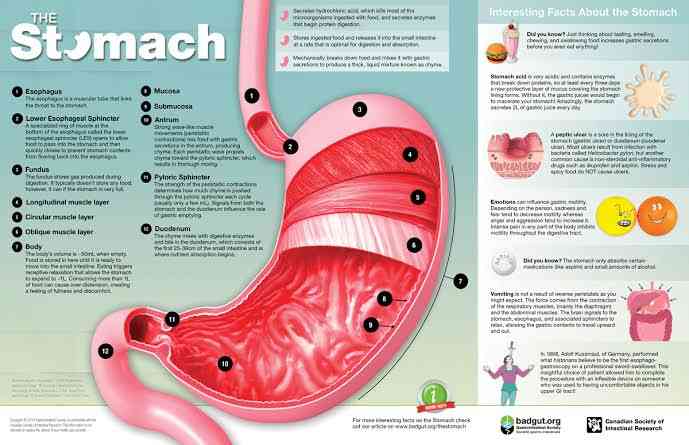 Function of the stomach | MirrorLog