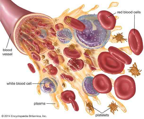 Types of blood - MirrorLog