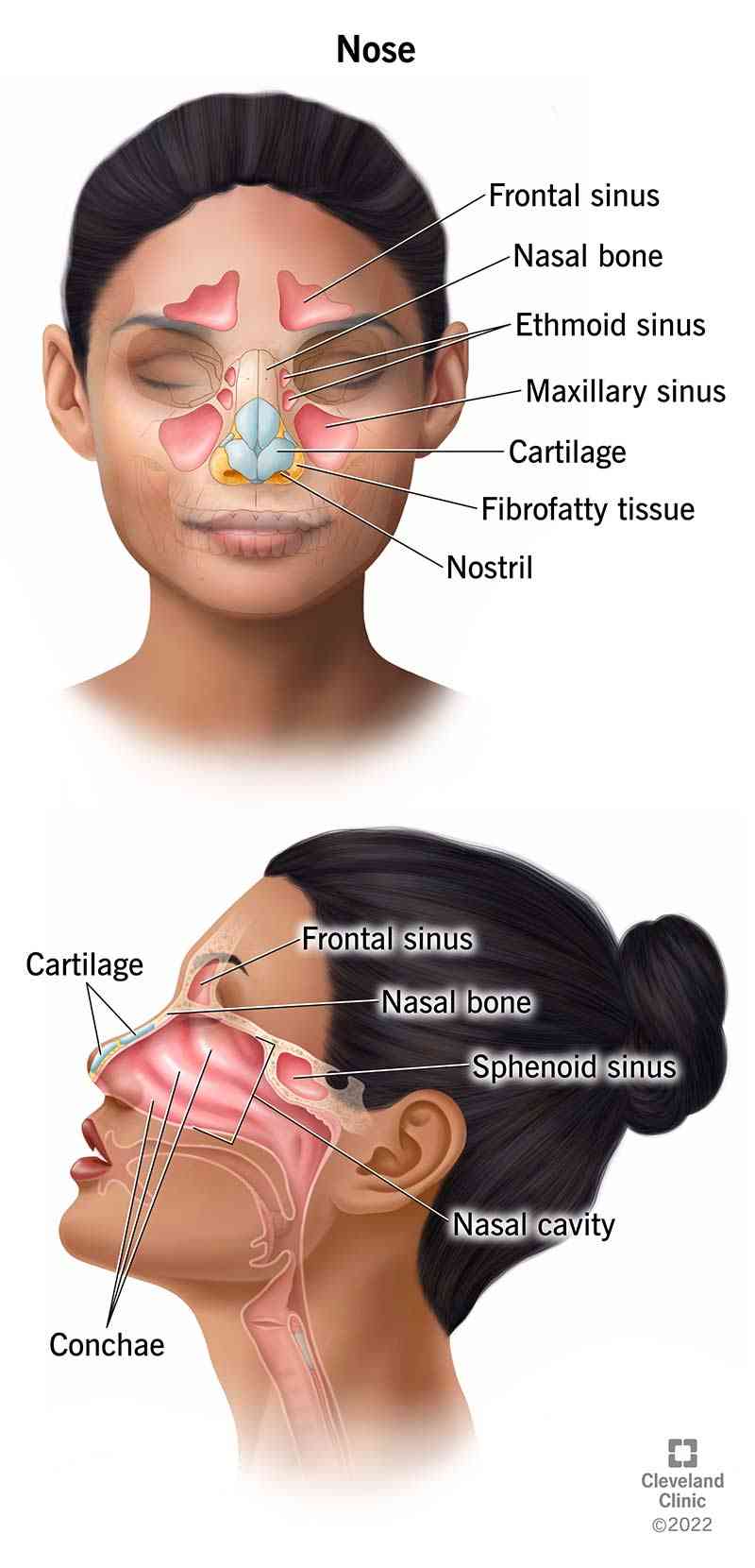 Function of the nose - MirrorLog