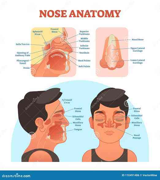 Human Nose - MirrorLog