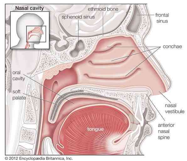 Parts of the nose | MirrorLog