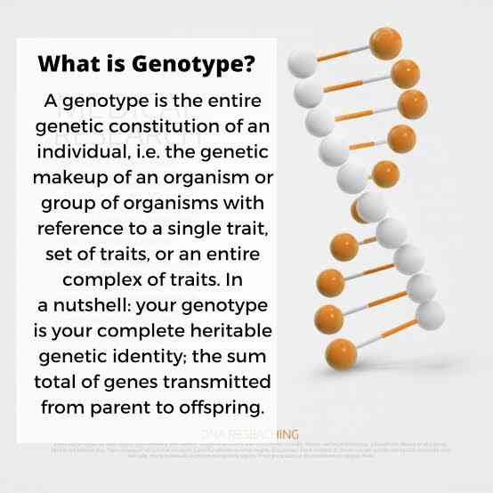 Genotype - MirrorLog