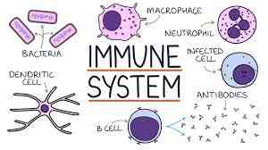 What is immune system | MirrorLog