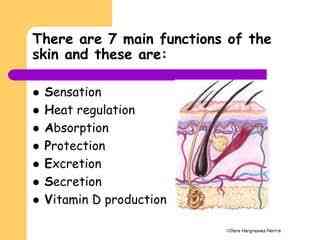 Function of the skin - MirrorLog