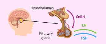 What to understand about hormones - MirrorLog