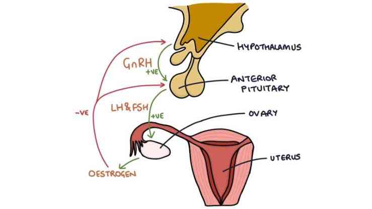 Progesterone One of the female sex hormones - MirrorLog