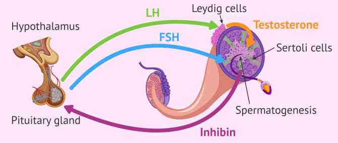 Types of female sex hormone - MirrorLog