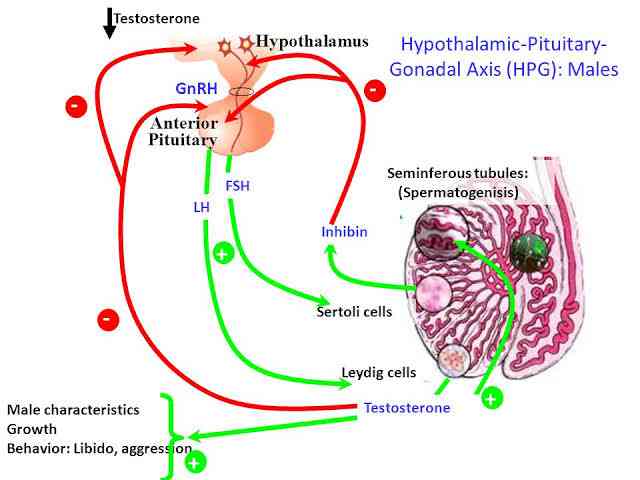 Effect of testosterone in females sex hormones - MirrorLog