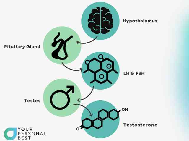 Why is the brain important for male reproduction? - MirrorLog