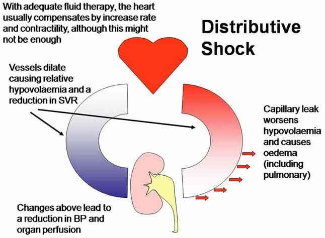 Distributive shock - MirrorLog