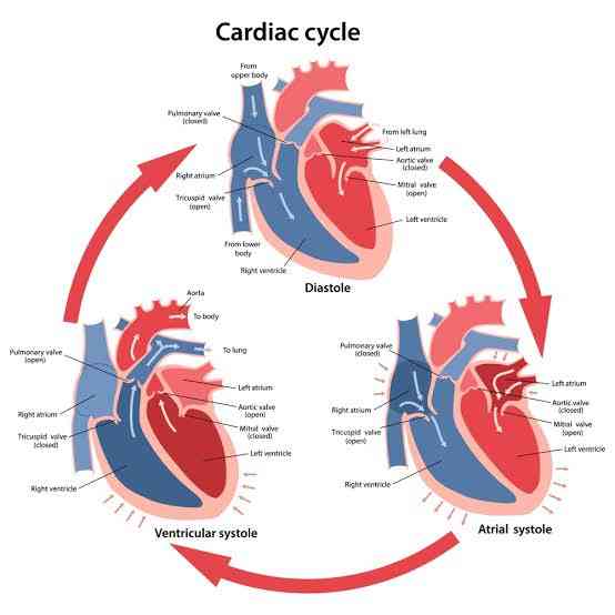 Cardiac cycles - MirrorLog