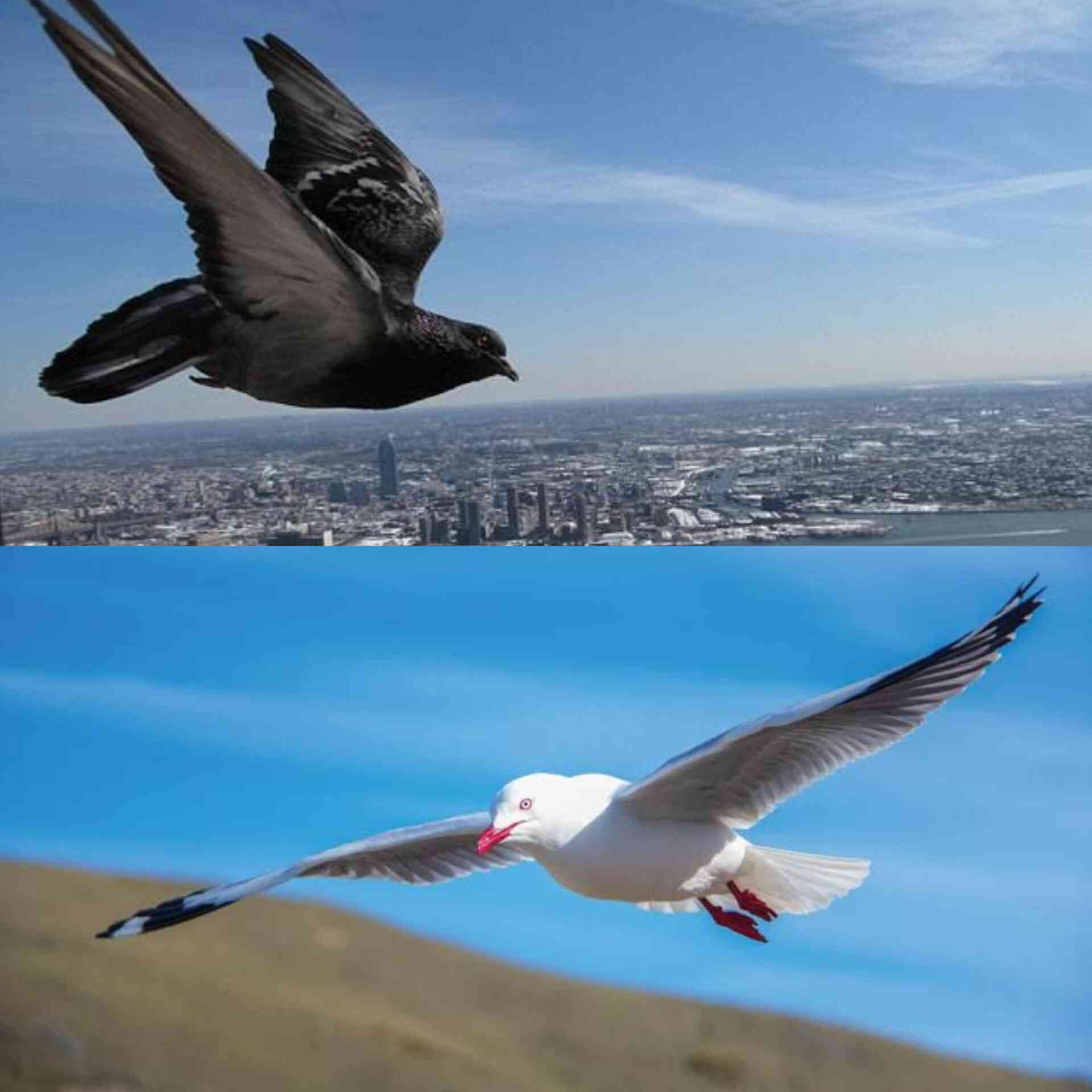 Certain species of birds, like pigeons and sea gulls, have a built-in compass that allows them to navigate using the Earth's magnetic field. - MirrorLog