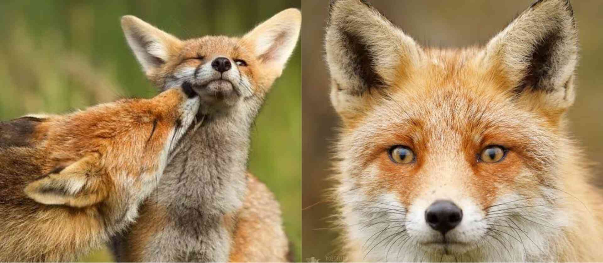 Did you know? If a female fox dies, her mate remains loyal to her, staying single forever. Yet if she's the one left behind, she'll look for a new mate immediately. - MirrorLog