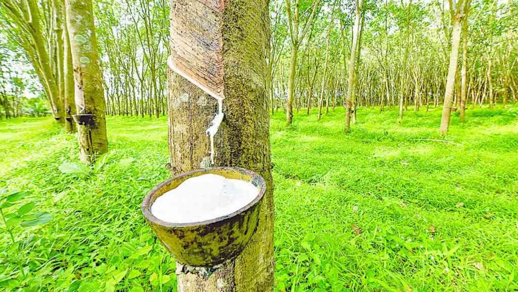 Rubber can generate N200bn annually – NARPPMAN chairman - MirrorLog